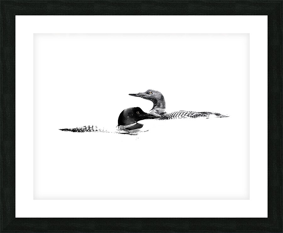 loons Picture Frame print
