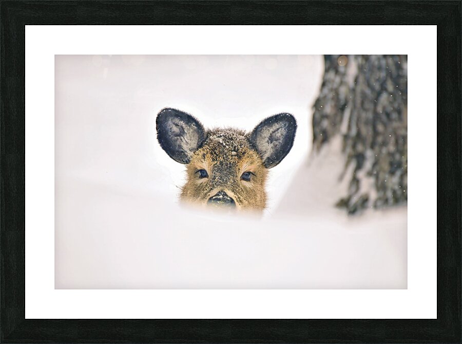 JBS 5691  Picture Frame print