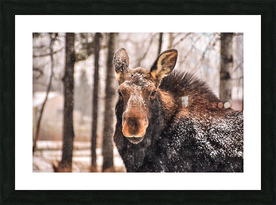 JBS 4896  Picture Frame print