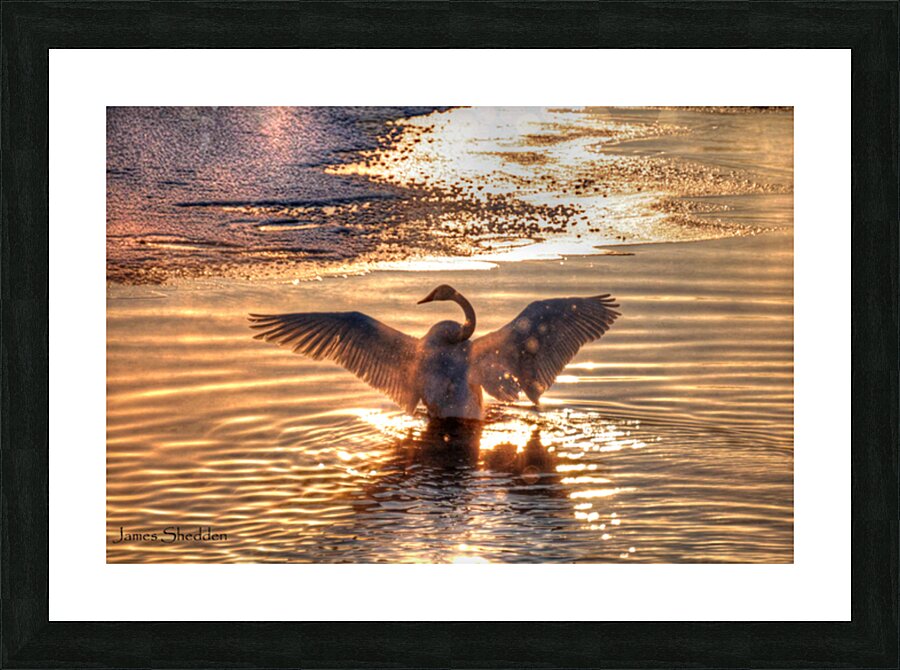 JBS 5877  Picture Frame print