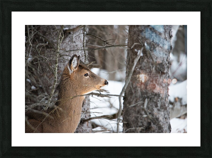 JBS 8968 Picture Frame print