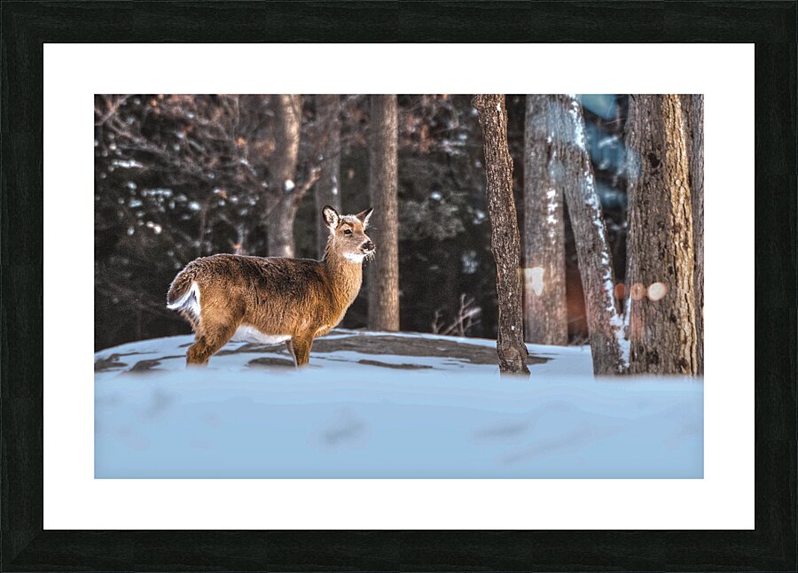 JBS 5494  Picture Frame print