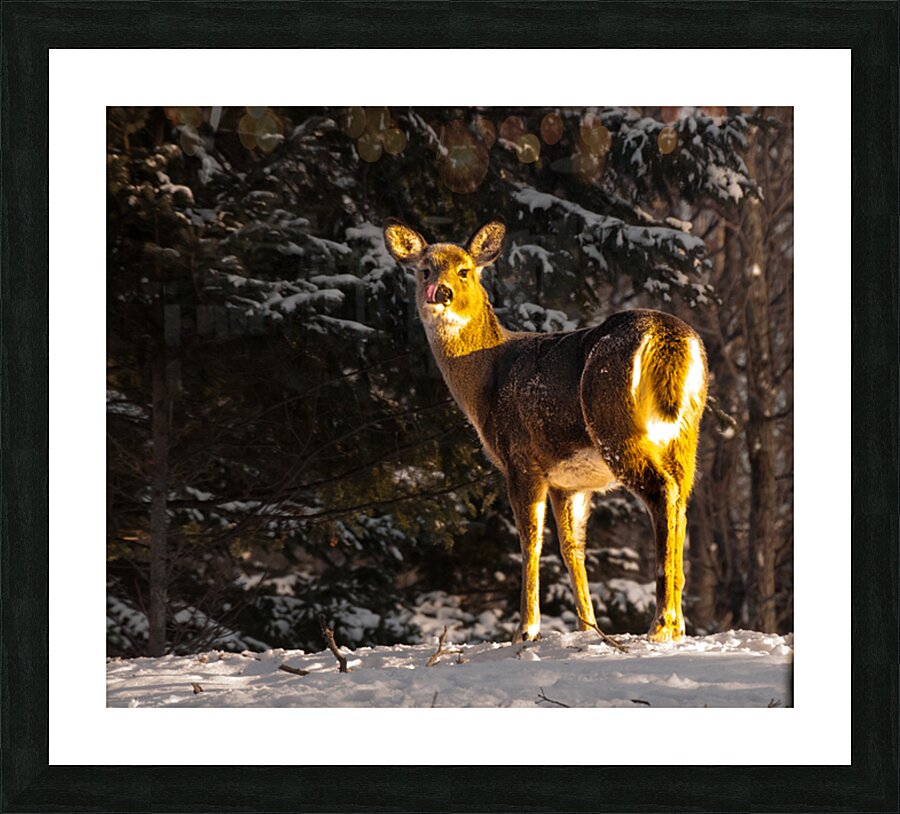 JBS 5478 Picture Frame print