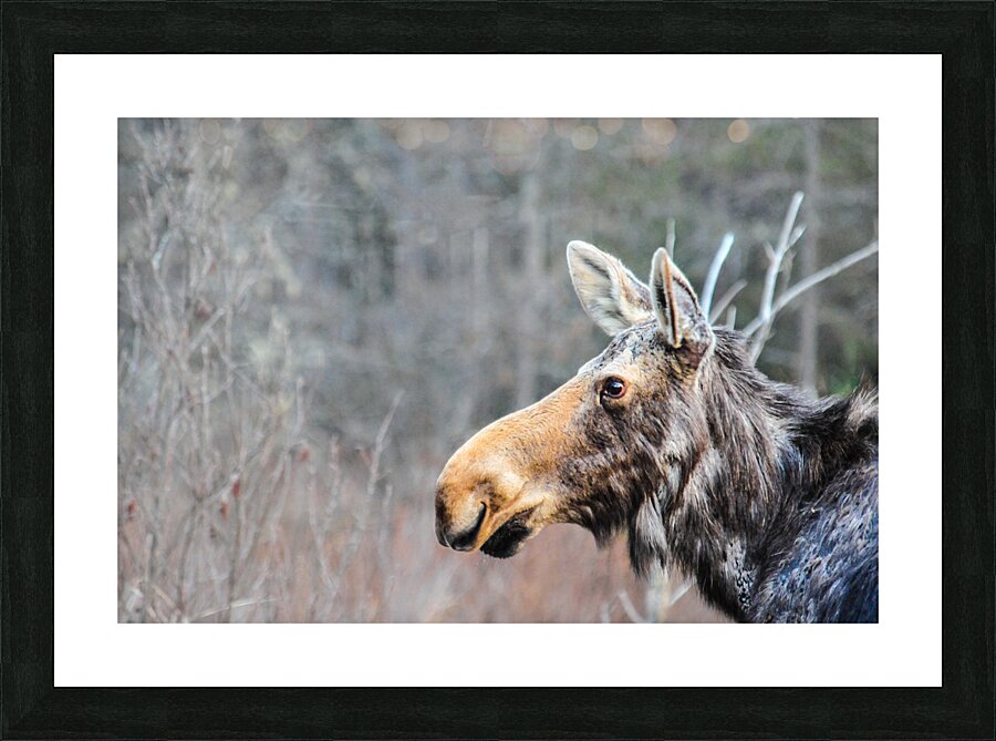 JBS 6219 Picture Frame print