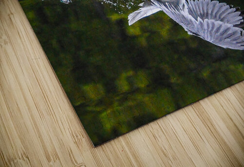 seagull  James Shedden Photography puzzle