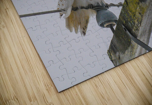 DSC 1879 James Shedden Photography puzzle