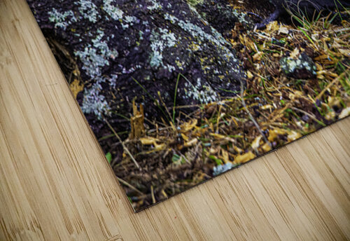 JBS 9742 James Shedden Photography puzzle