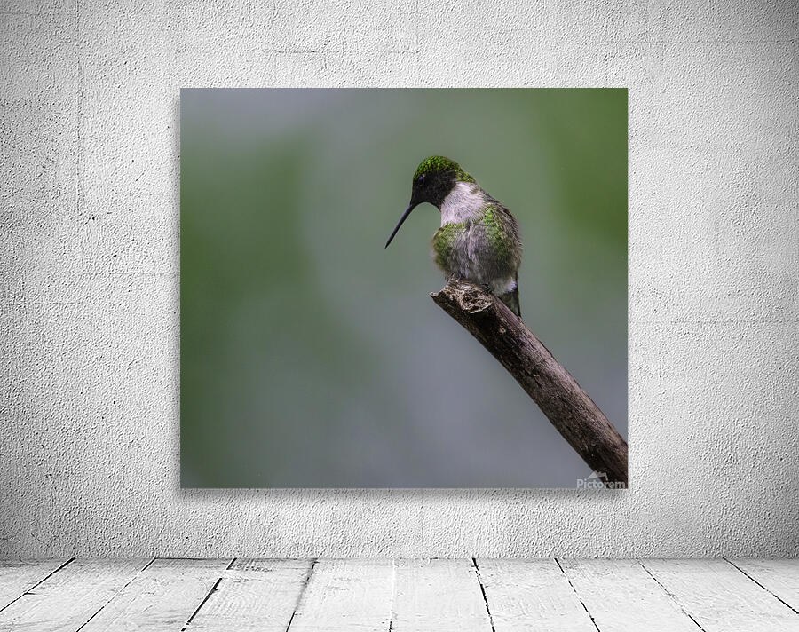 JBS 1233 Wall Preview