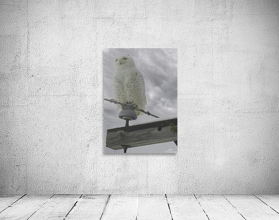 DSC 1902  Wall Preview