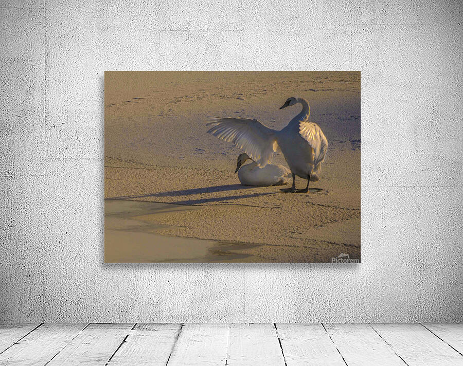 DSC 5806  Wall Preview