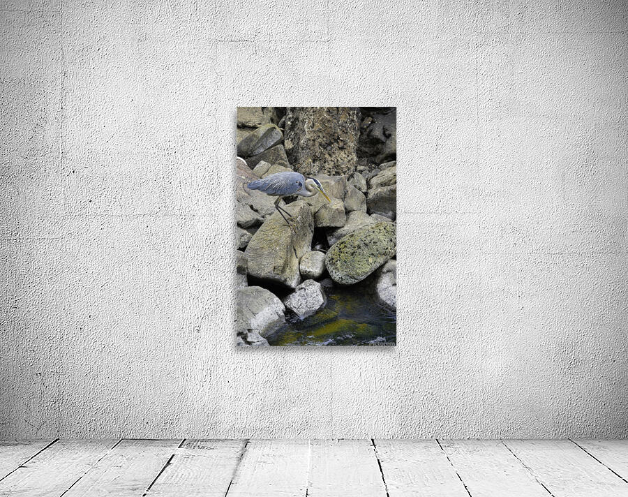 JBS 1629 2 Wall Preview