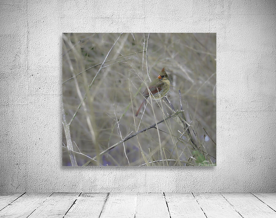 JBS 0660 Wall Preview