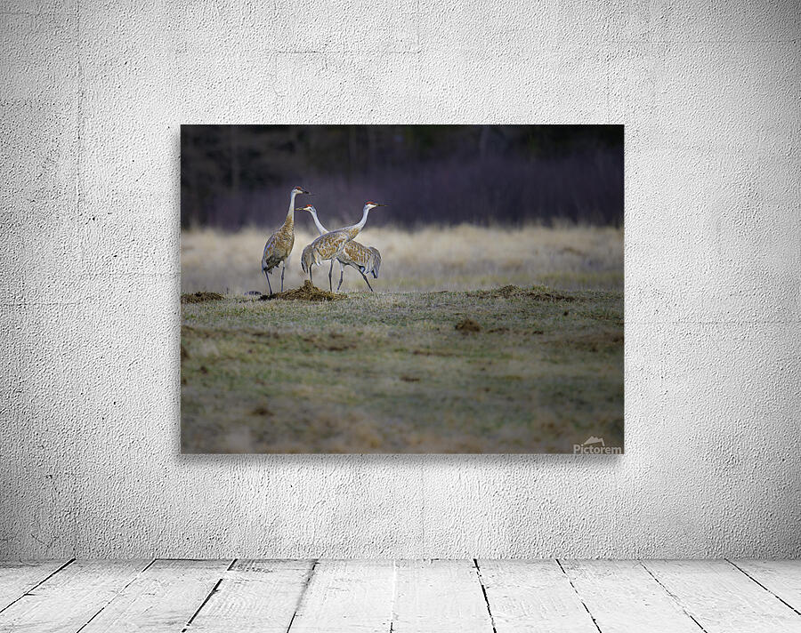 JBS 0650 Wall Preview