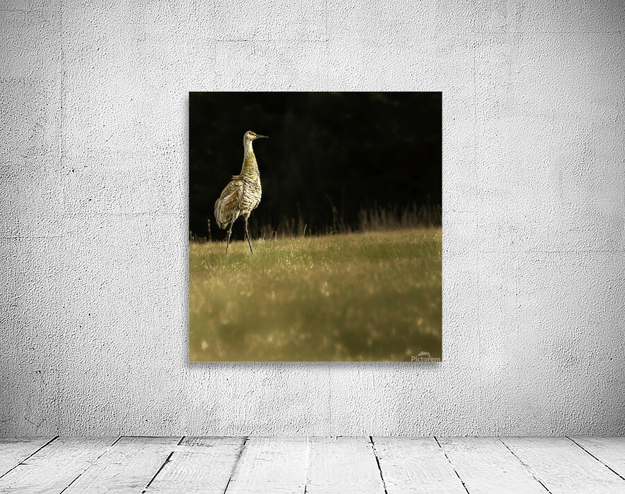 JBS 0909 Wall Preview