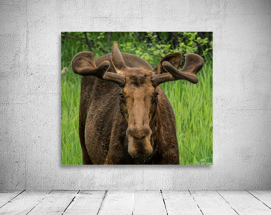 JBS 2500 Wall Preview