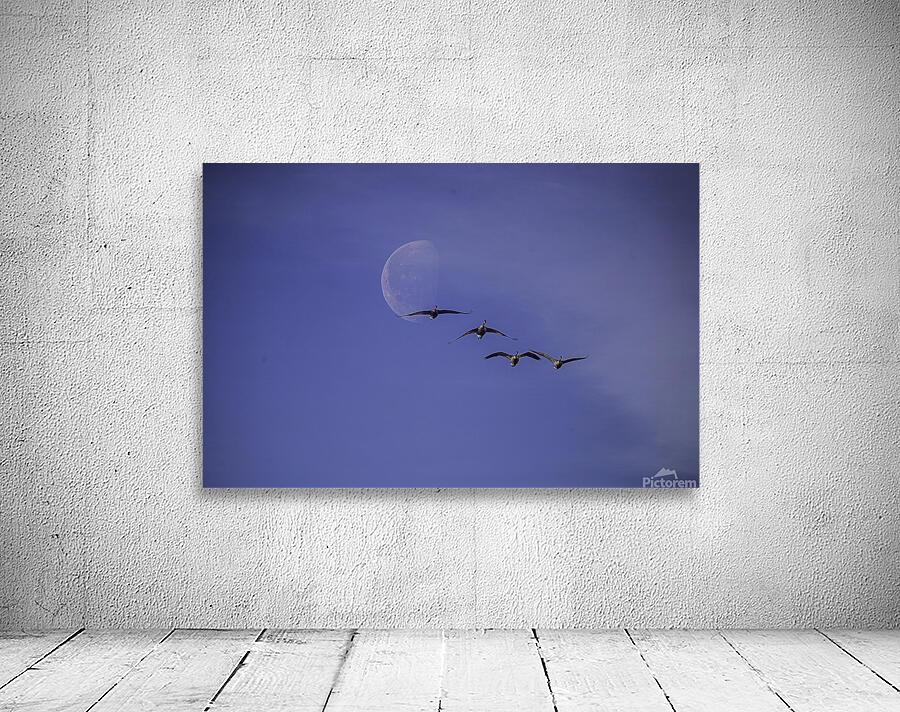 JBS 5264  Wall Preview