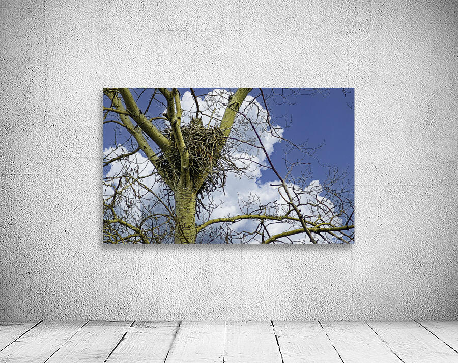 DSC 0059  Wall Preview