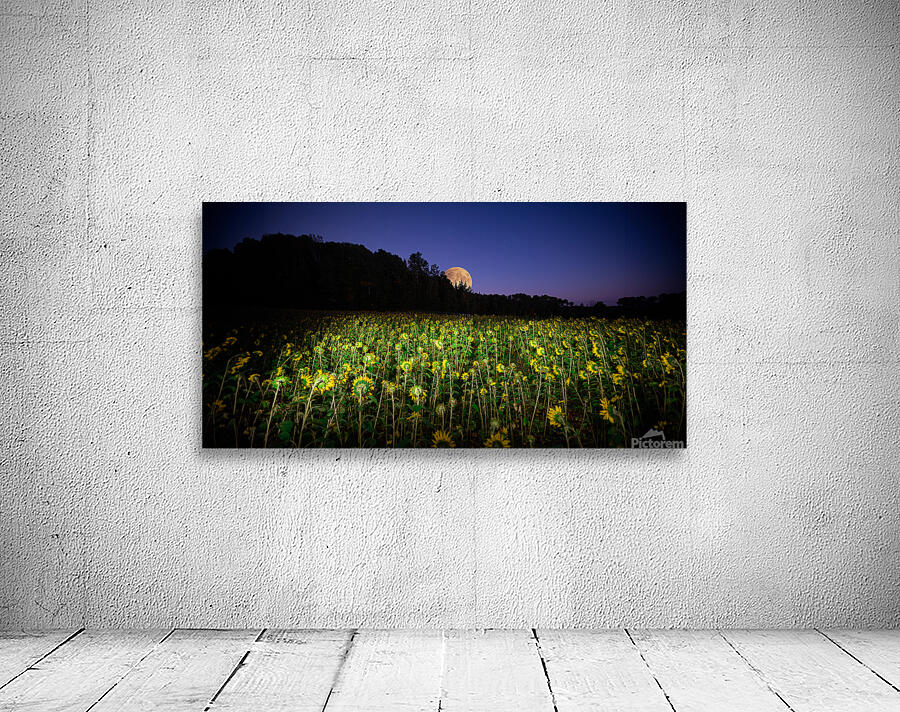 ZJS 8327  Wall Preview