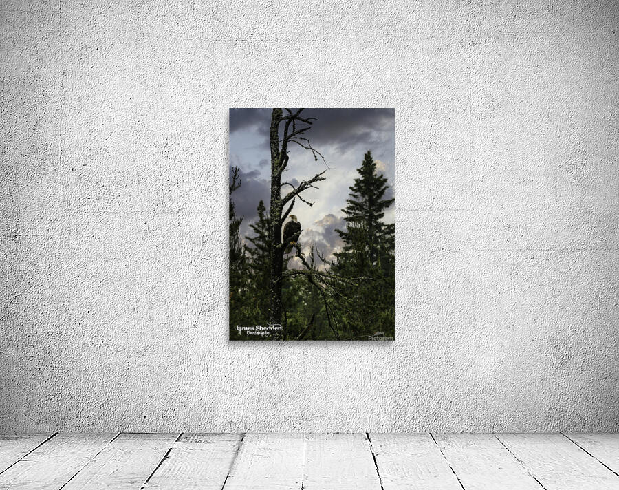 Eagle-Gogama Wall Preview