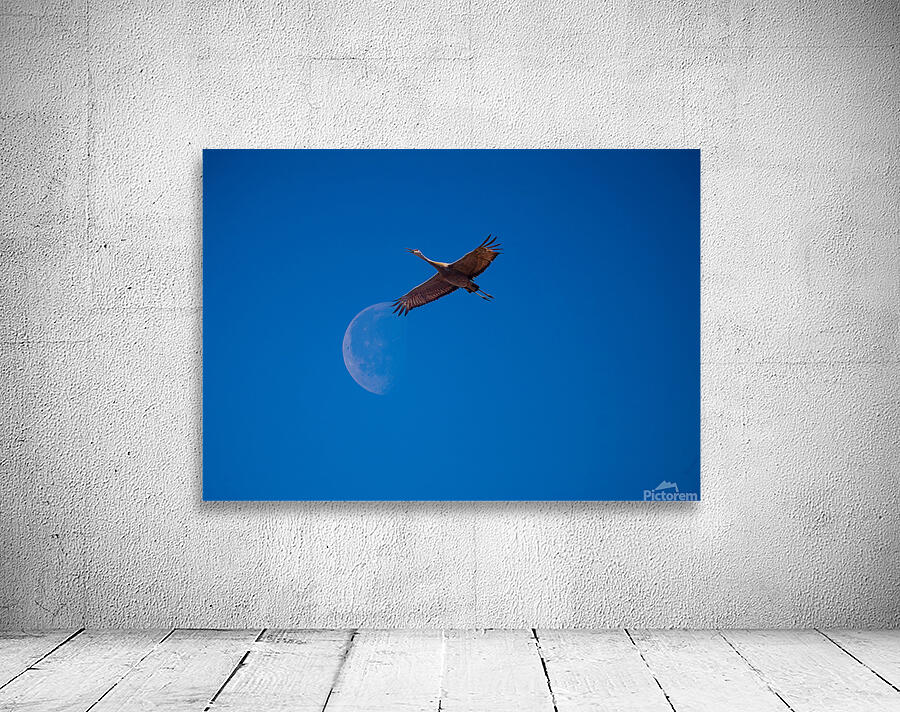 Sandhill and Moon Wall Preview