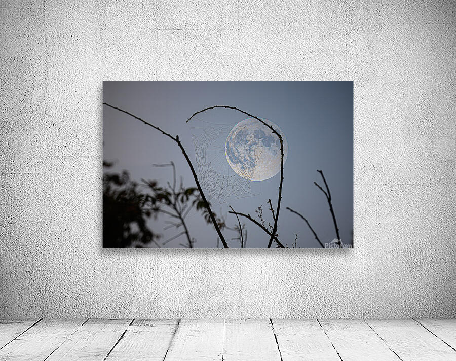 ZJS 8305  Wall Preview