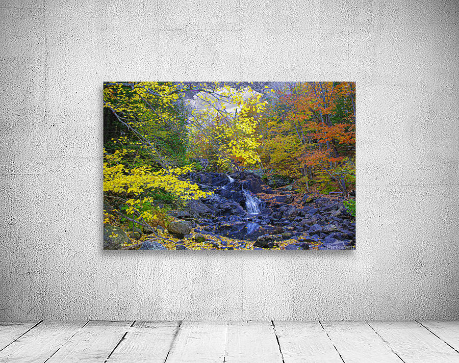 ZJS 5787  Wall Preview