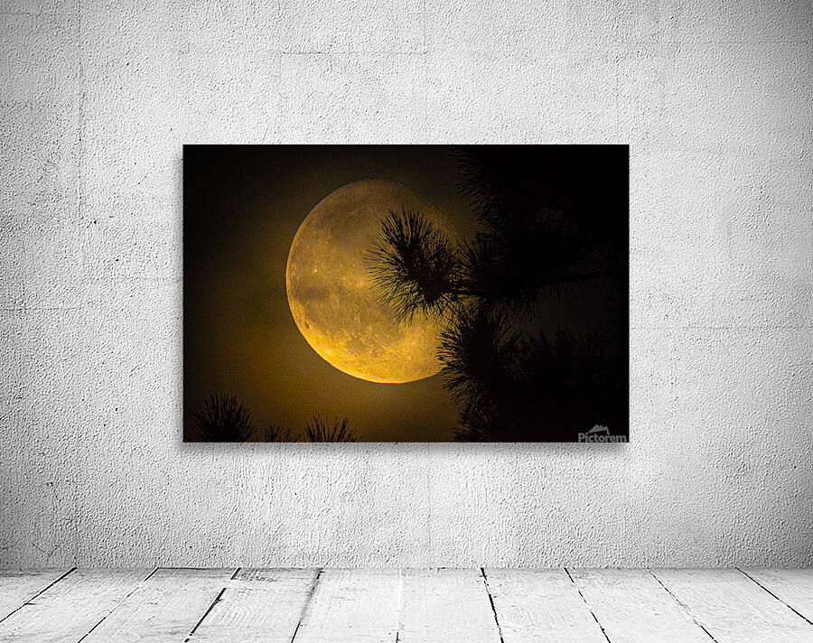 JBS 9574  Wall Preview