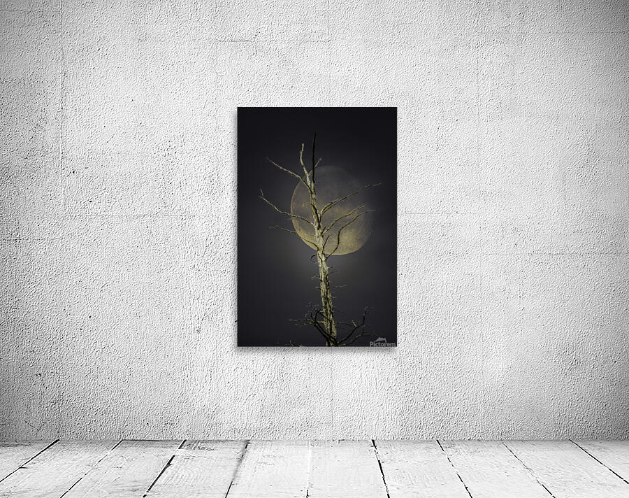 JBS 0997 Wall Preview