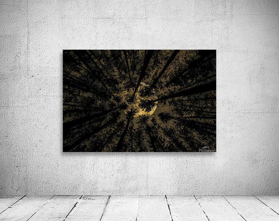 JBS 5549  Wall Preview