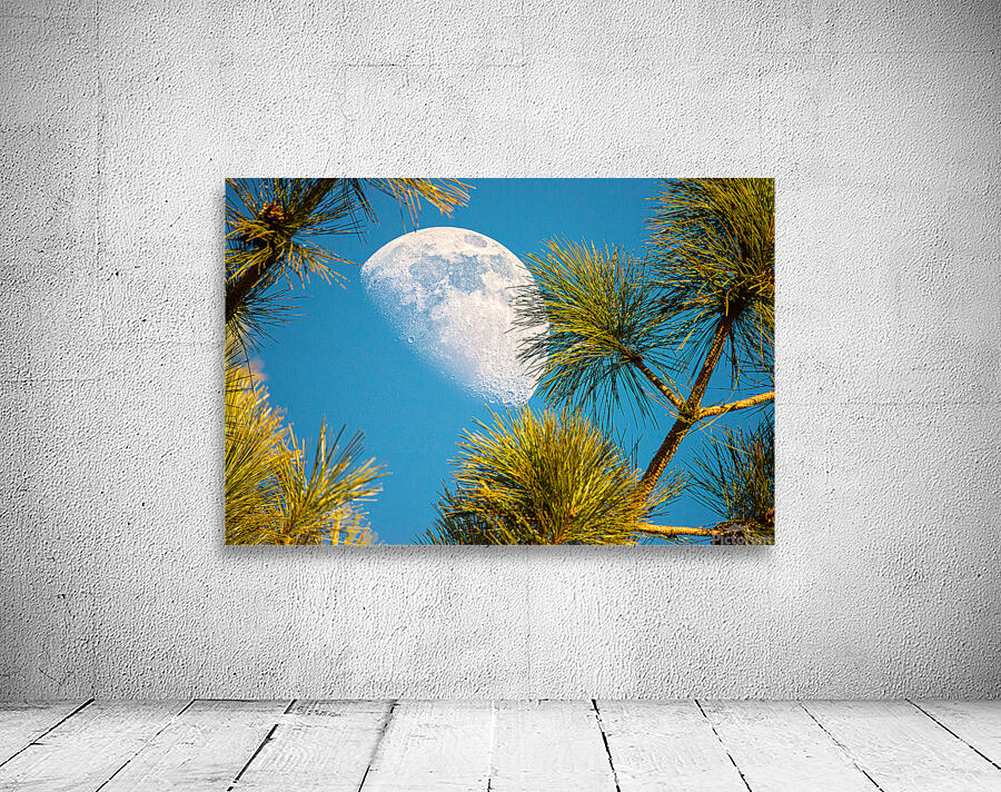 JBS 9958  Wall Preview