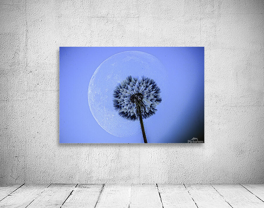 JBS 1373  Wall Preview