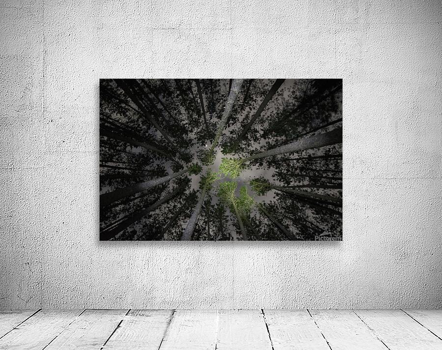 JBS 5553  Wall Preview