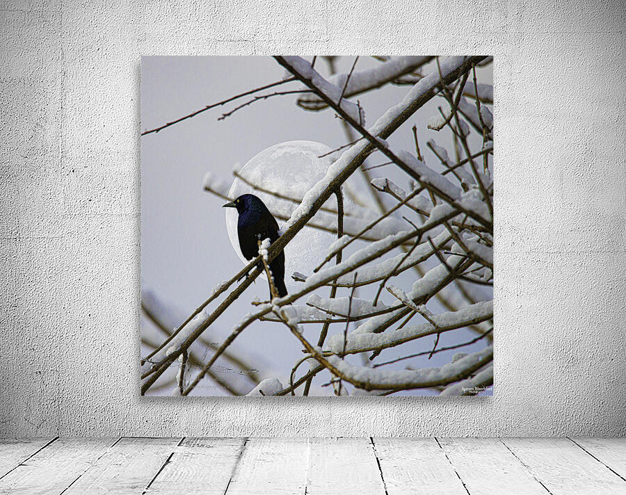 JBS 0164 Wall Preview