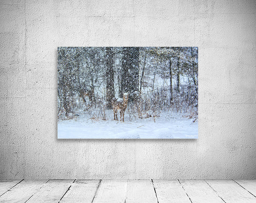 JBS 0383 Wall Preview