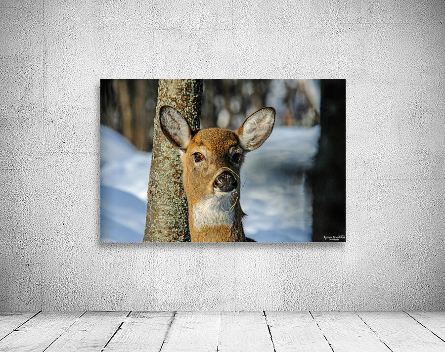  JBS4926 Wall Preview