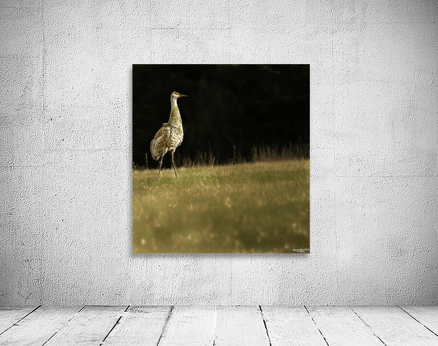 JBS 0909 Wall Preview