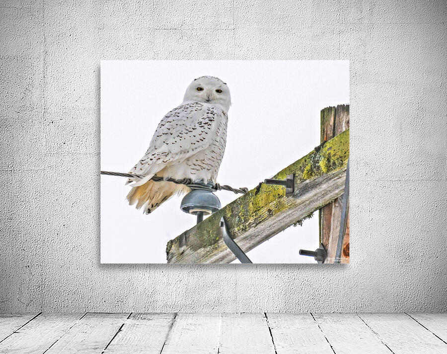 DSC 1876 Wall Preview