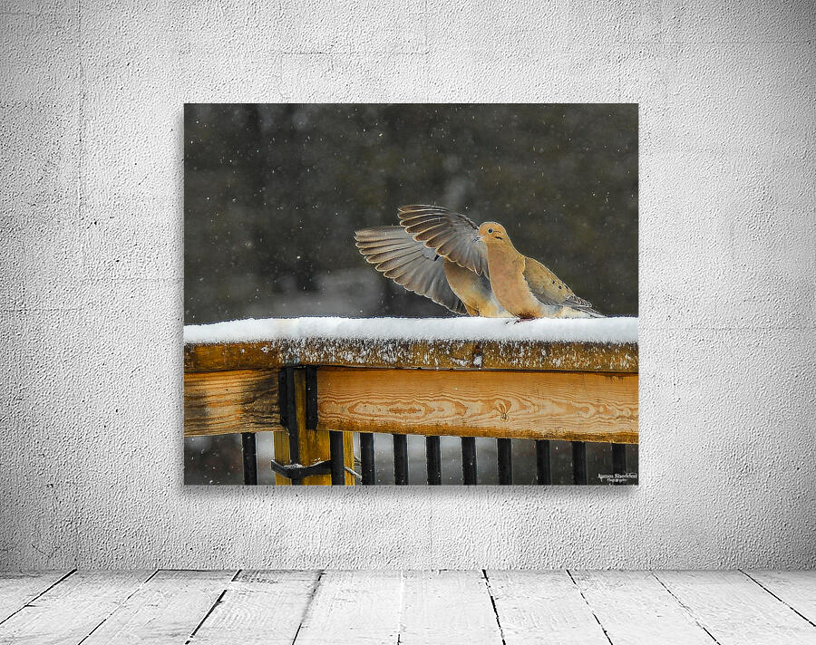  JBS9534 Wall Preview