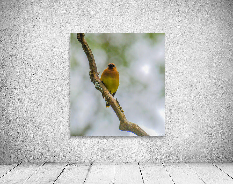 JBS 2137 Wall Preview