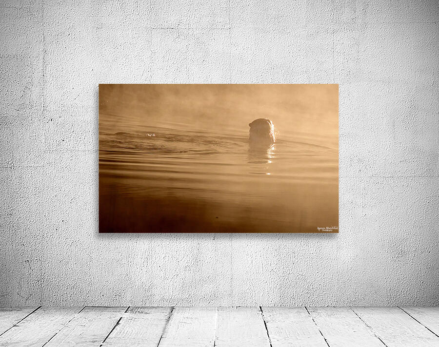 DSC 1719 Wall Preview