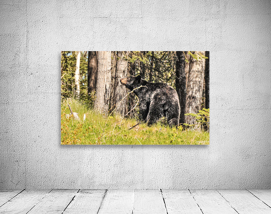 JBS 2614  Wall Preview