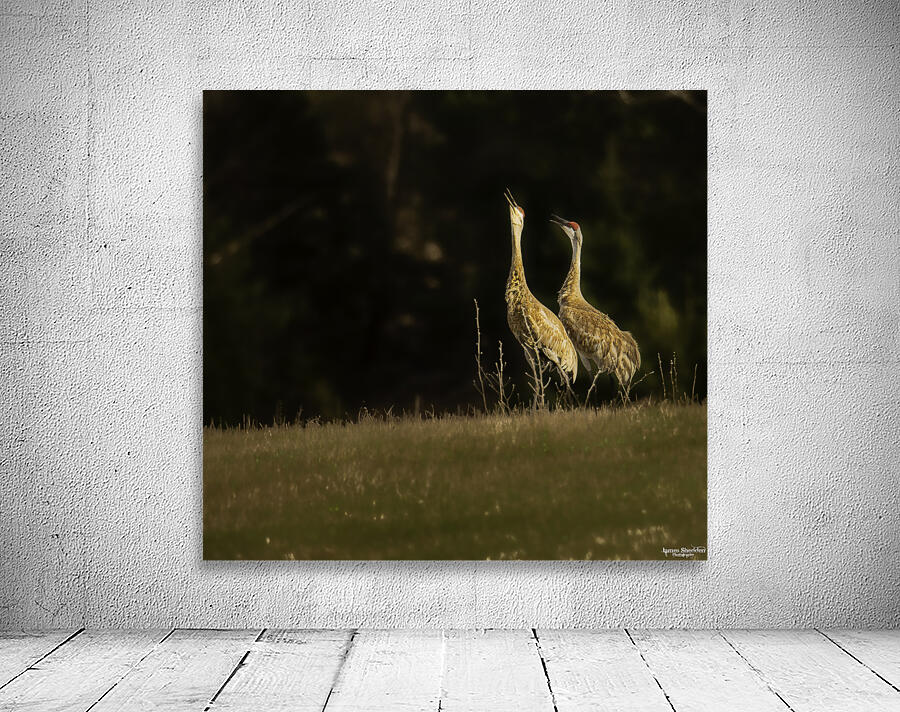 JBS 0918 Wall Preview