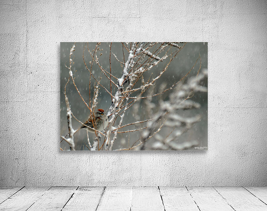  JBS9523 Wall Preview