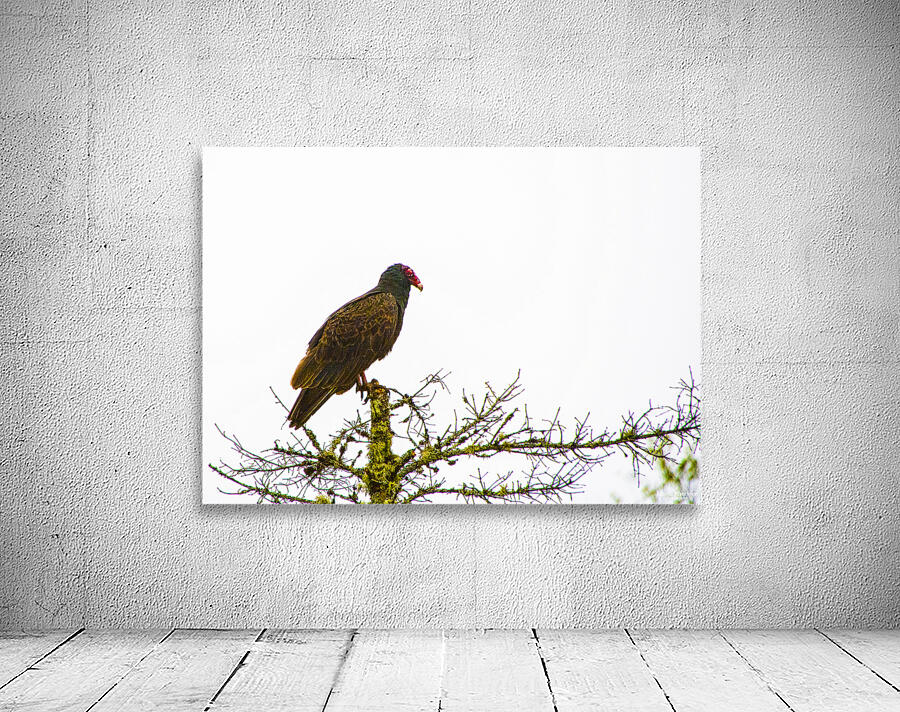 JBS 3472 Wall Preview