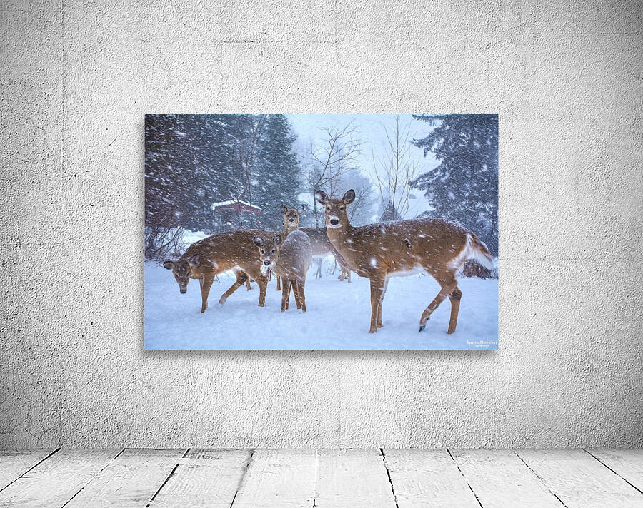 JBS 3204 2  Wall Preview