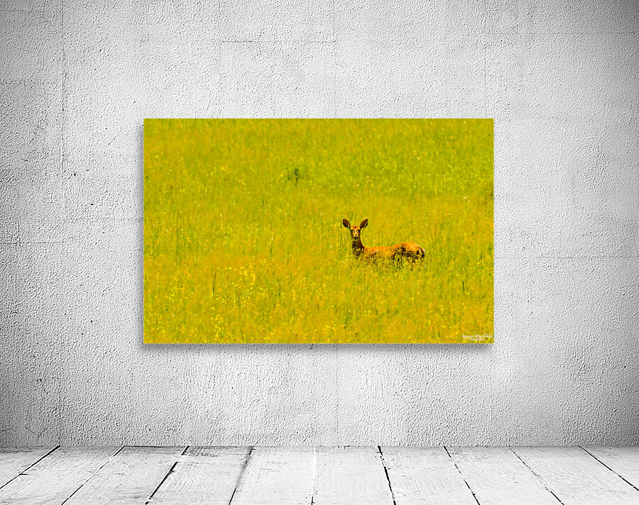 JBS 3007 Wall Preview