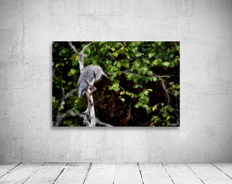 JBS 3072 Wall Preview