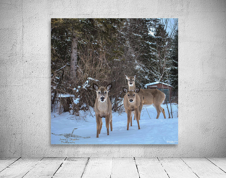 JBS 3117 2  Wall Preview