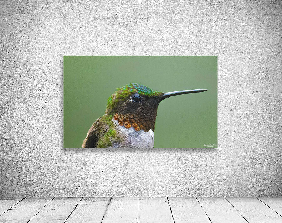 JBS 4152 Wall Preview