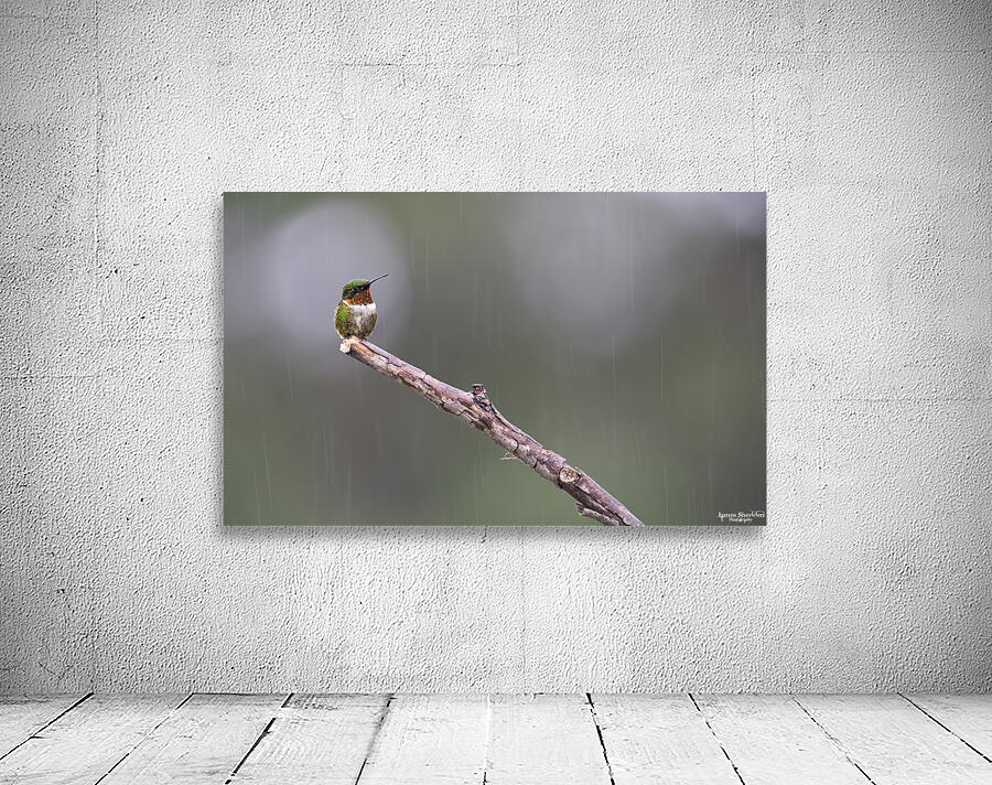 JBS 3953 Wall Preview